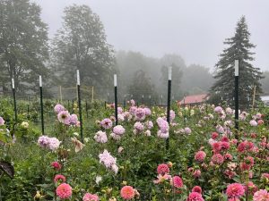 Local flower farm to host Fall Fest event